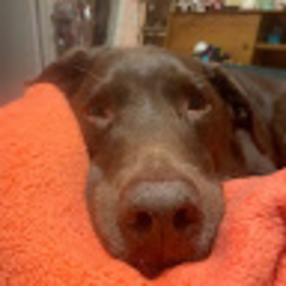 Meet your Posher, Molly